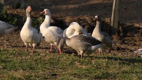 domestic geese foraging and resting