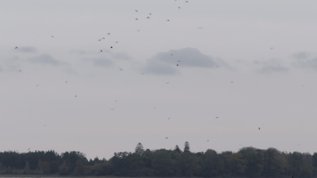 호수 위로 날아가는 새 떼