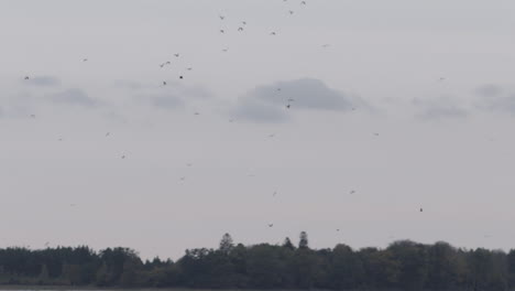 bandada de pájaros volando sobre un lago
