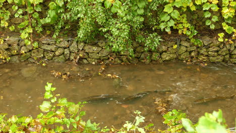 El-Salmón-De-Agua-Dulce-Durante-El-Desove-Nada-Río-Arriba-En-Un-Arroyo-Forestal,-Los-Peces-Nadan-Río-Arriba,-Estático