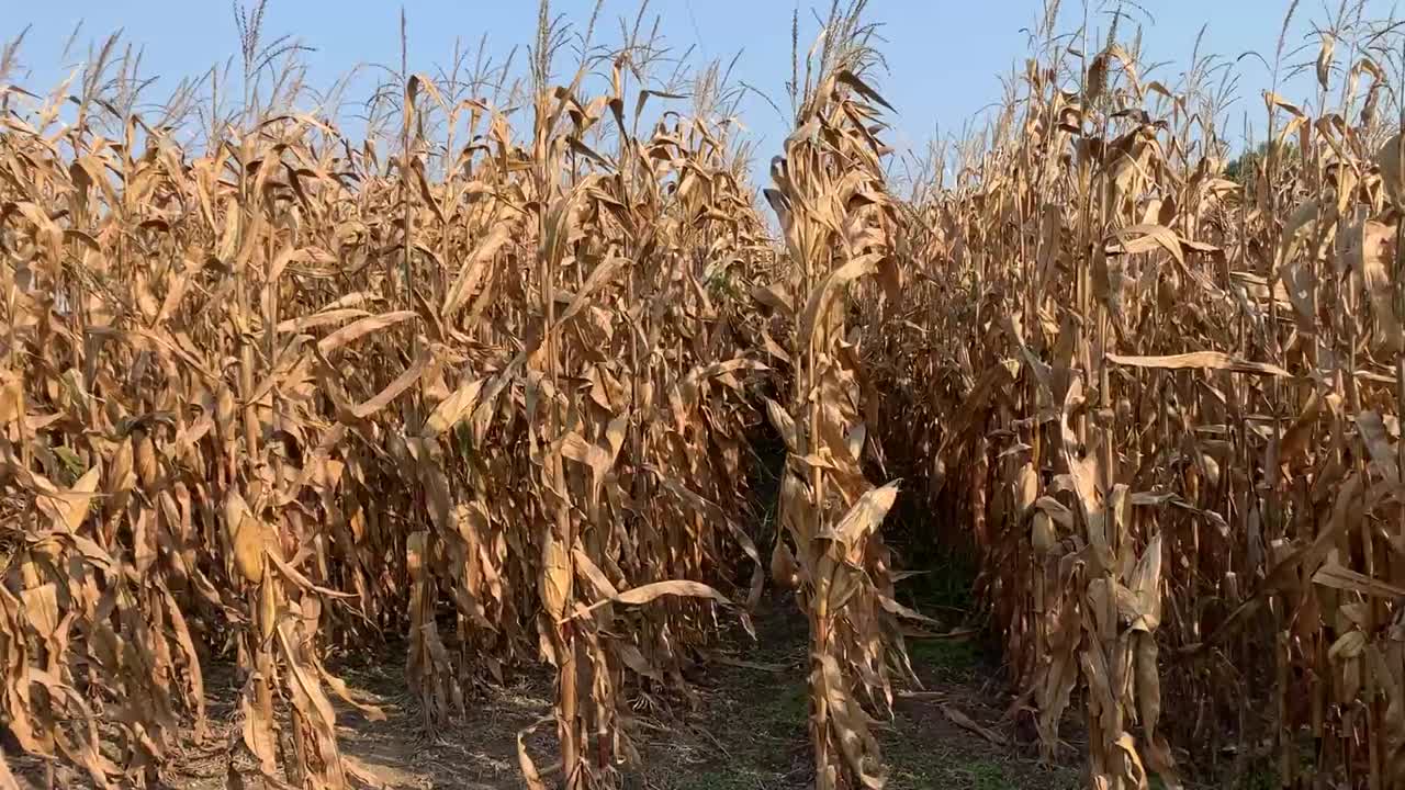 Panning right across rows of corn in a field