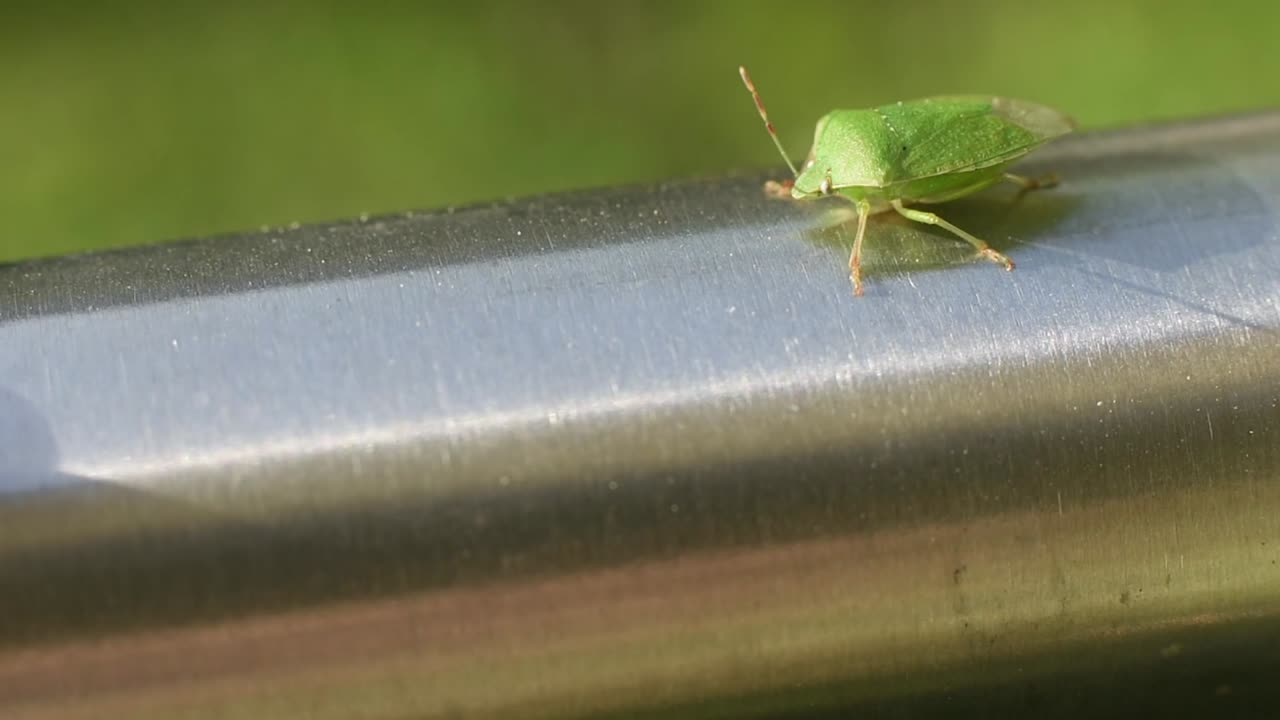 Inquadratura ravvicinata statica di uno scarabeo verde su una ringhiera di metallo argentato.