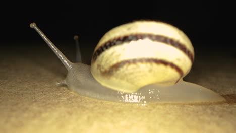 Gelbe-Schnecke,-Die-Sich-Nachts-Langsam-Auf-Dem-Boden-Bewegt---Nahaufnahme