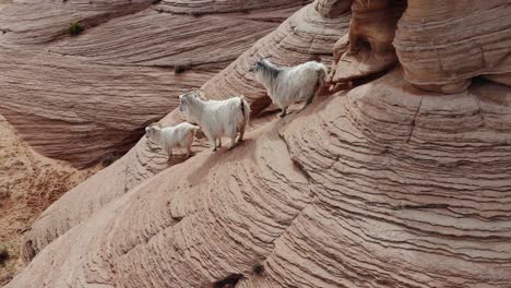 Un-Espectacular-Primer-Plano-De-Un-Dron-De-Una-Banda-De-Tres-Cabras-Montesas-Escalando-Y-Caminando-A-Lo-Largo-De-Una-Pared-De-Roca-En-Medio-Del-Desierto-Cerca-De-Antelope-Canyon,-Justo-Al-Este-De-Page,-Arizona.