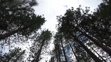 giro del árbol 00