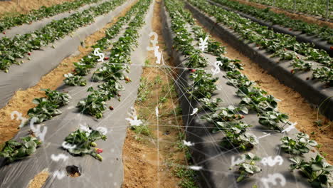 financial symbols and network connections animation over rows of crops in field