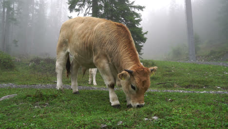 Kuh-Frisst-Gras-Auf-Dem-Hügel