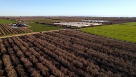 aerial-push-over-almond-grove-near-modesto-california