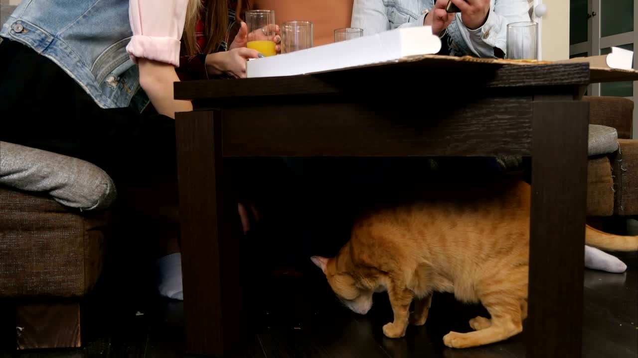 은 고양이가 테이블 에서 파편을 먹고, 젊은 친구들이 피자를 먹고 얘기하는 동안