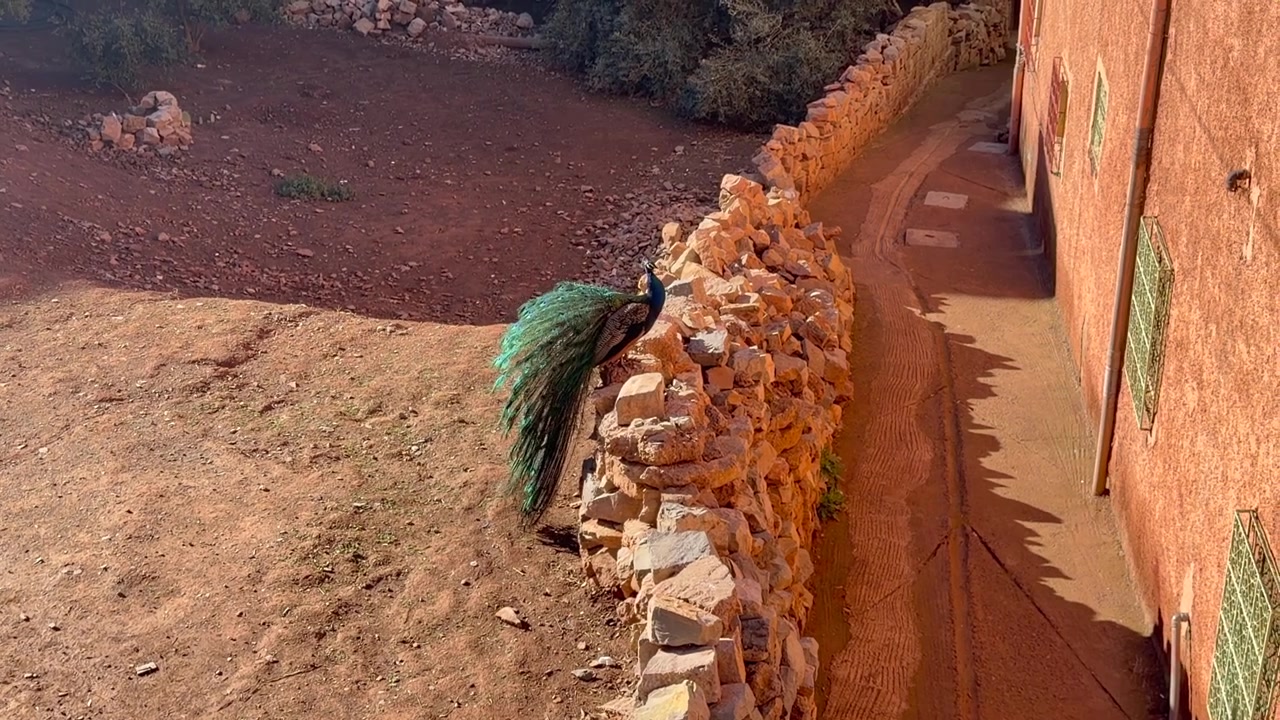 Pavone con lunga coda colorata appollaiato su un muro di pietra rustico accanto a un sentiero di terra in Marocco