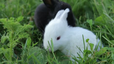 cute baby rabbits in green grass