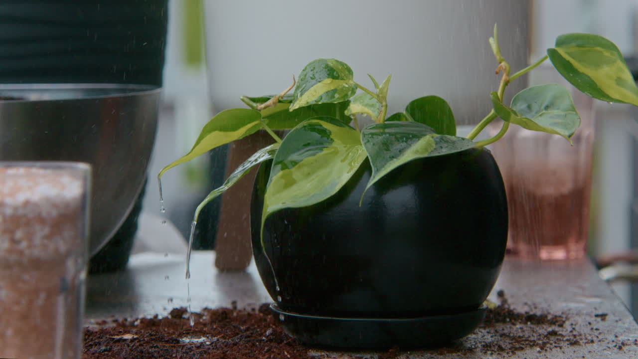 Watering a Pothos Plant