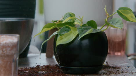 watering a pothos plant