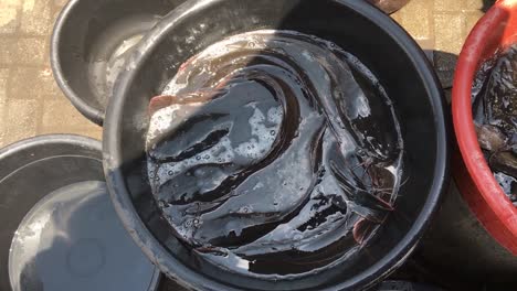 top-down shot of catfishes in a black bucket at a local market