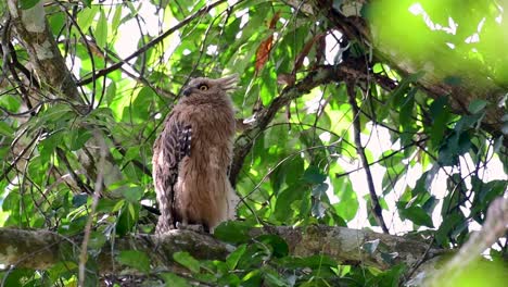 The-Buffy-Fish-Owl-is-a-big-owl-and-yet-the-smallest-among-the-four-Fish-Owls