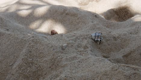 Two walking shells with crabs on a white sand beach the tropical Island Lombok near Bali, Indonesia. Steady shot for wildlife documentary, travel and tourism videos. Funny crab race.