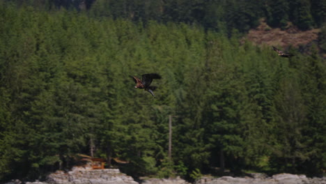 an eagle flying in british columbia canada over the ocean looking for fish