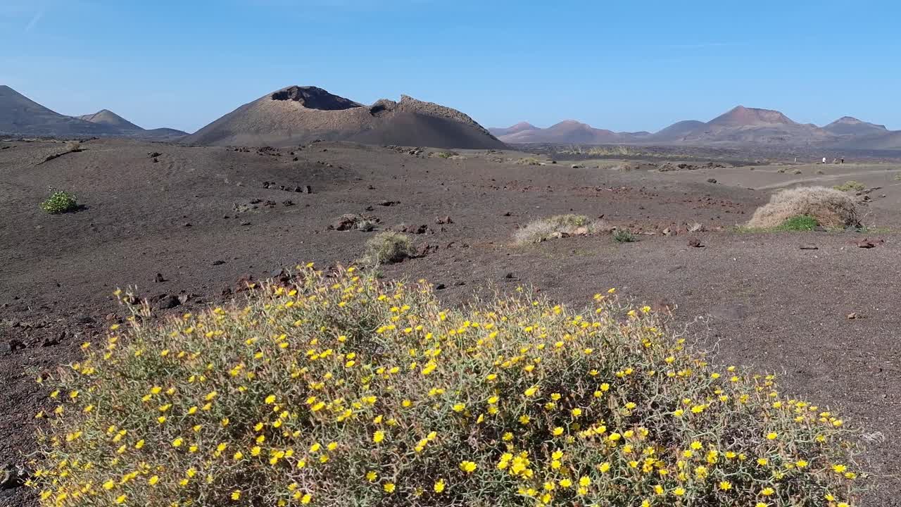 lanzarote scenary, 티아스 근처 배경에 forground vulcan 산에 있는 식물