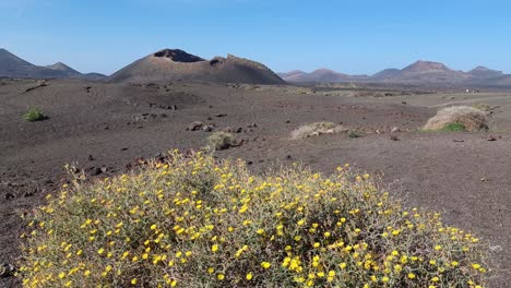 lanzarote scenary, plants in forground vulcan mountains in the background near tias