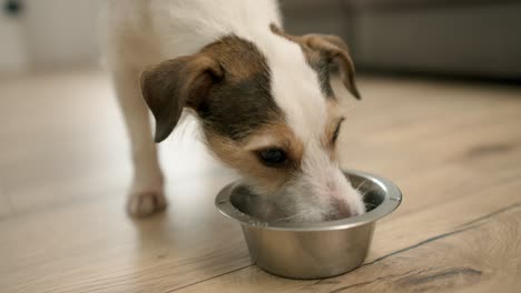 funny jack russell terrier drinking water from the bowl at home