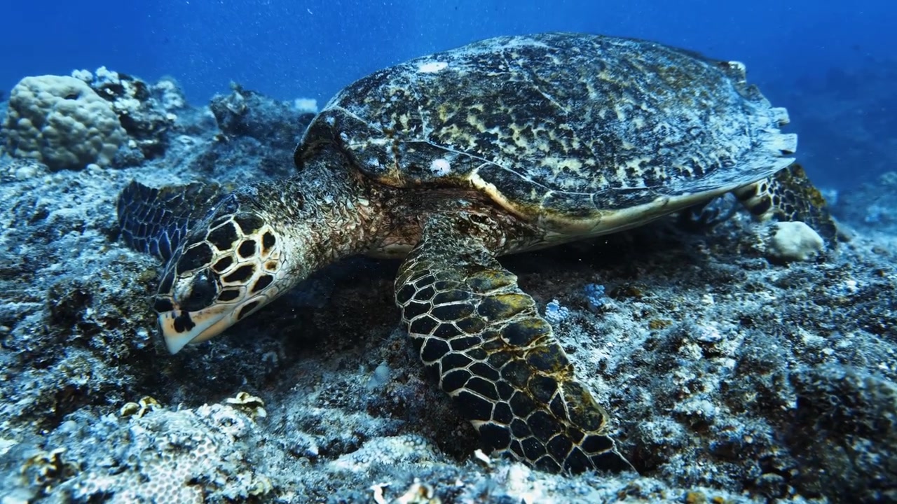 Hawksbill sea turtle resting and feeding on a coral reef in Mauritius. Detailed underwater wildlife footage featuring an endangered marine species within its natural tropical habitat.