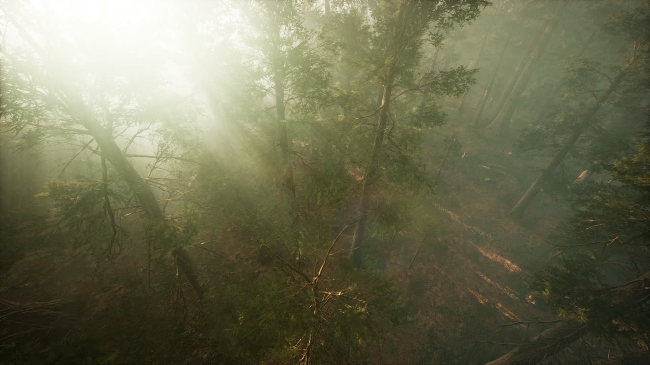 Drone breaking through the fog to show redwood and pine tree