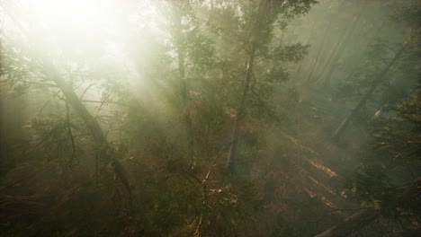 drone rompiendo a través de la niebla para mostrar la secuoya y el pino