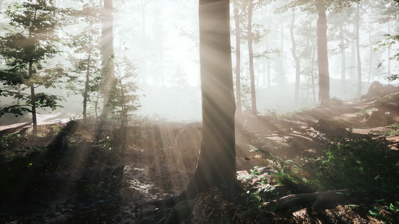 rays of sunlight falling into a misty forest