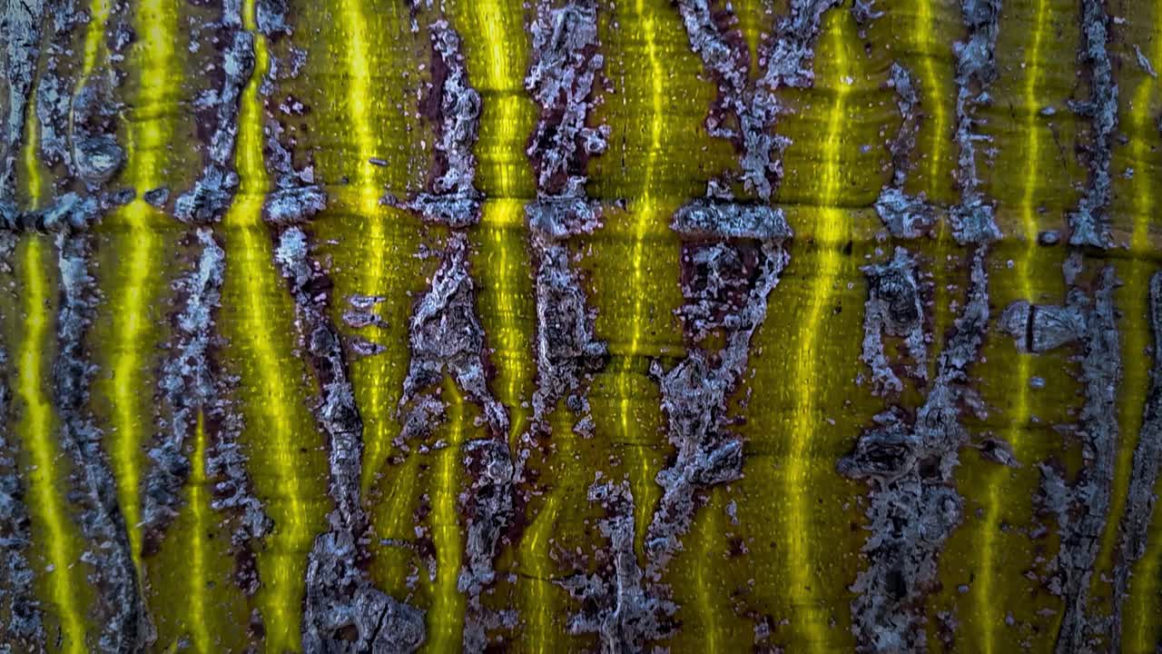 el árbol del hilo de seda es un tiro macro de vapor. palo borracho