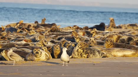 muchas focas en la costa, gran grupo hora dorada, moviéndose y mirando a la cámara con gaviotas animales lindos fauna marina