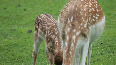 young brown fallow deer eagerly following and looking to mum for nourishment