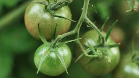 tomatoes in bunches hung on a branch