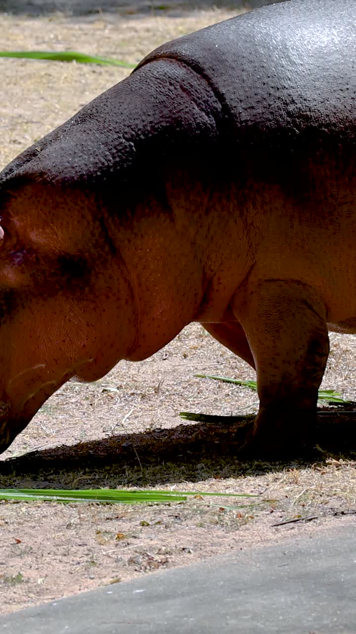 hipopótamo comiendo de una caja festiva en el zoológico