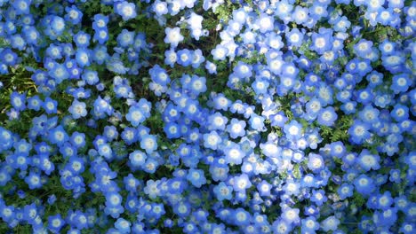 pole niebieskiego kwiatu nemophila w ogrodzie parku hibiya - tokio, japonia latem wiosenny dzień w słońcu - 4k uhd materiał filmowy krótki