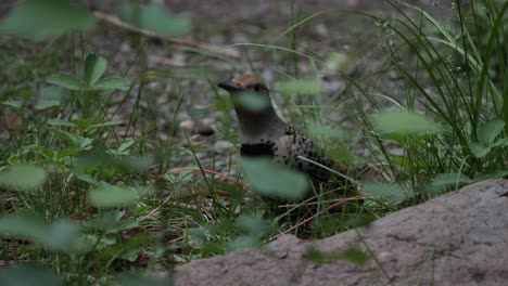 Flicker-bird-rummaging-through-grass