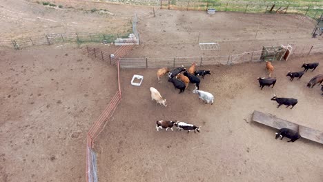 Toros-Y-Novillos-ásperos-Se-Alejan