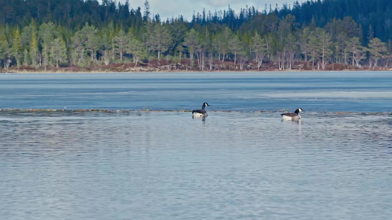 Canada geese swimming on a Norwegian lake in Norway, with calm water surrounding the birds