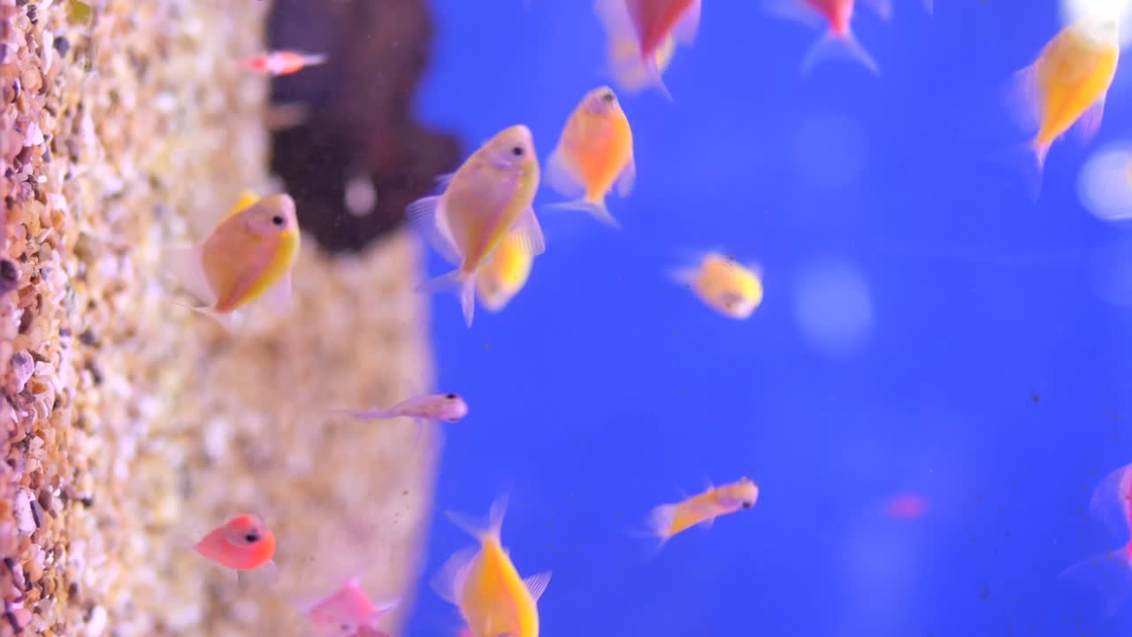 Pesci Glofish colorati in acquario