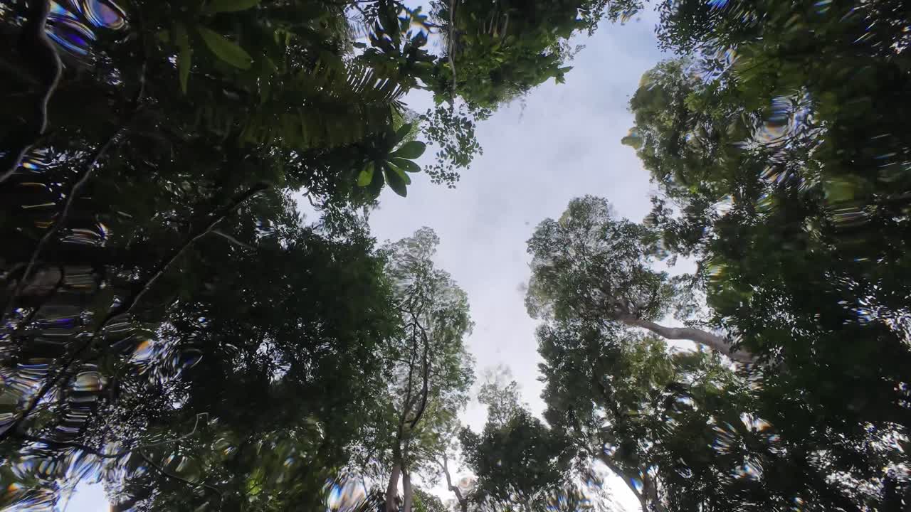 From beneath the water, the jungle canopy appears distorted and dreamlike.