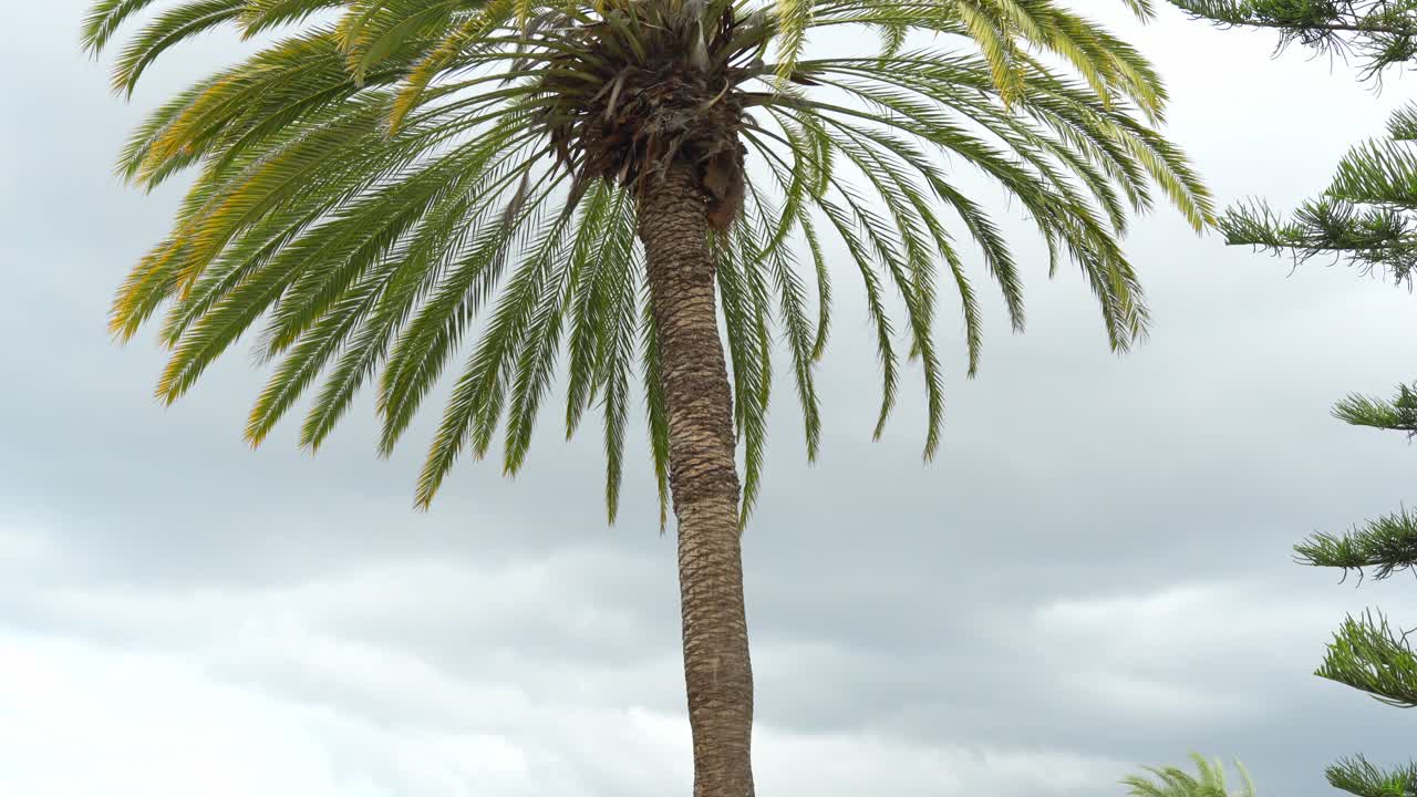 árbol de palma contra el cielo gris en la isla de tenerife, vista hacia arriba