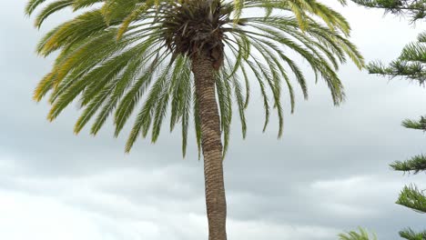 palm tree against grey sky in tenerife island, tilt up view