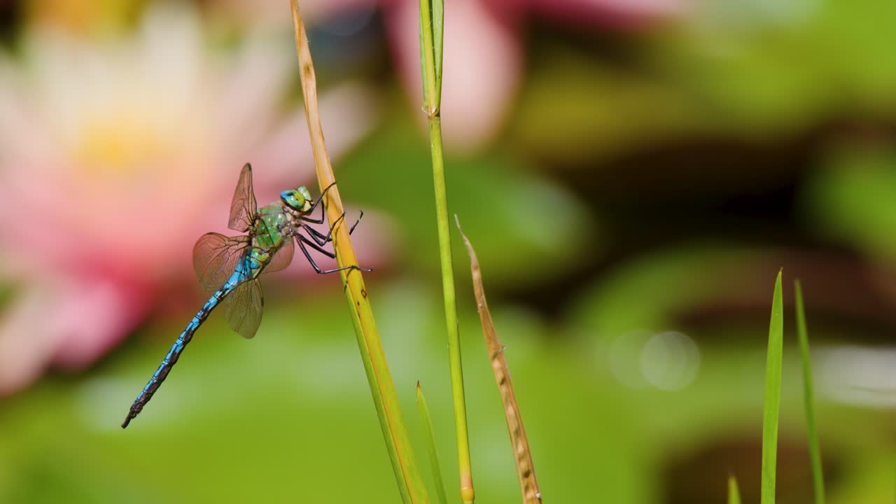 Macro shot of blue dragonfly resting on grass stem, soft bokeh, natural daylight, shallow focus