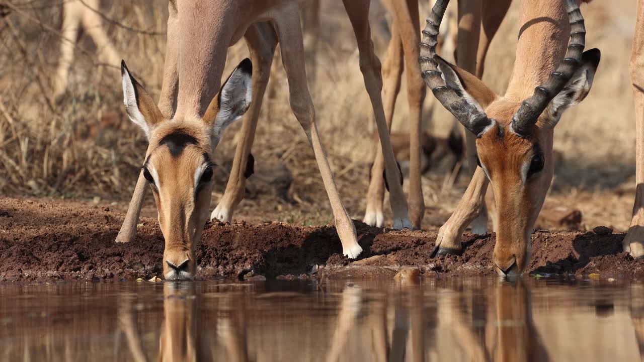 Closeup of a male and female impala drinking at a waterhole in front of a underground hide, Greater Kruger.