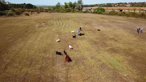 Vista-Aérea-De-Un-Hombre-Jugando-Y-Ejercitando-A-Sus-Perros-Labradores-En-Un-Campo