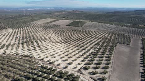 Panoramic-dolly-overview-of-orchard-fields-in-Seville-Spain-on-sunny-day