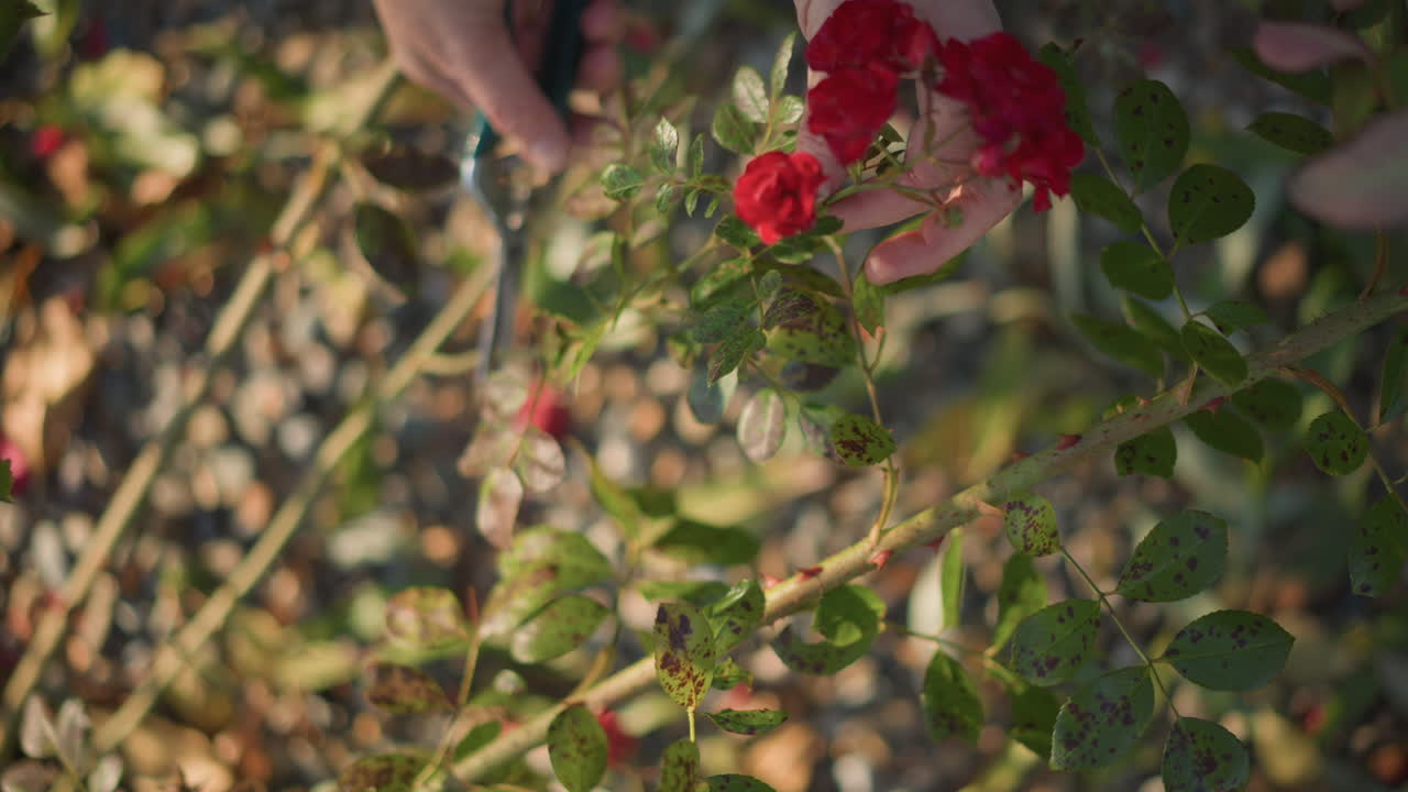 Hånd plukker en klynge røde roser set ovenfra, nært luftfoto af et blomsterbed, teksturerede blade og tornede stængler, sollys kaster varme diagonale skygger, blid høstbevægelse, stemning af sæsonbestemt udendørs arbejde.