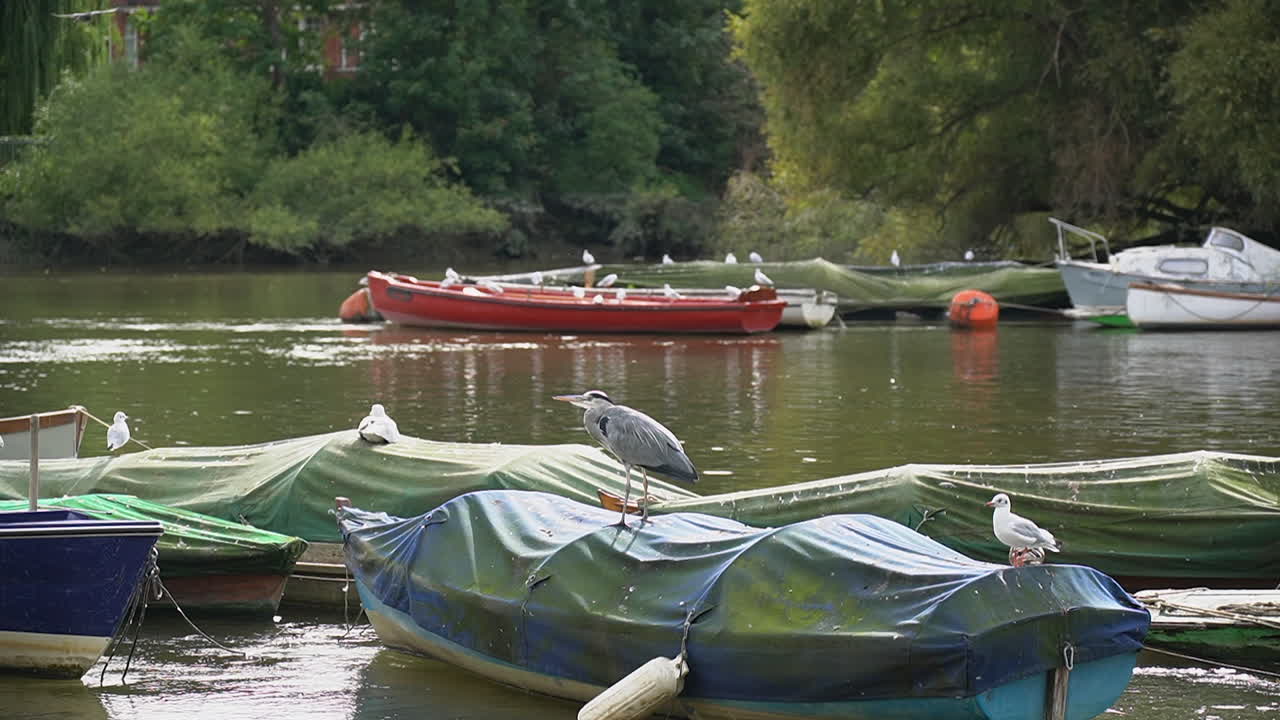 garzas grises y gaviotas sentadas en barcos amarrados en el río támesis en el reino unido