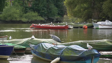 grey heron and gulls sit on boats moored in flowing river thames in uk