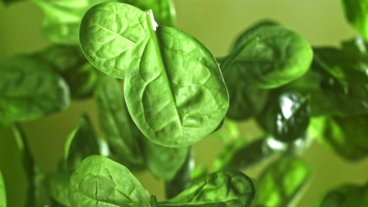 Foglie di spinaci fresche e verdi che cadono al rallentatore