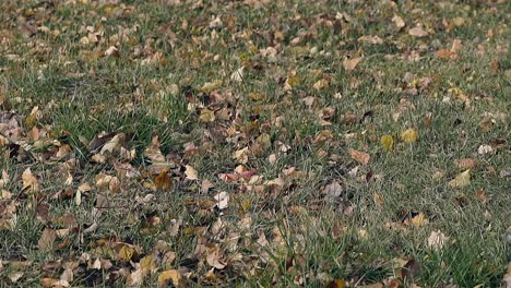 leaves lie on thin lawn and wind swings green grass